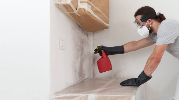 Professional Basement Mold Removal technician working in Ebensburg, PA