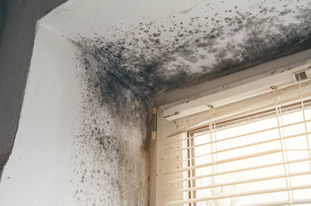 Affordable Basement Mold Removal solutions in Ebensburg, PA