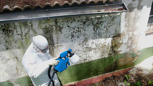 Top rated local Basement Mold Removal specialists in Ebensburg, PA